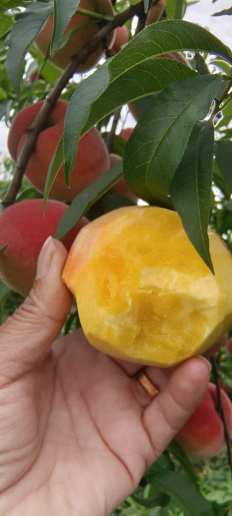 精品彩虹桃黄桃湖北基地直供质量保证一手货源对接商超