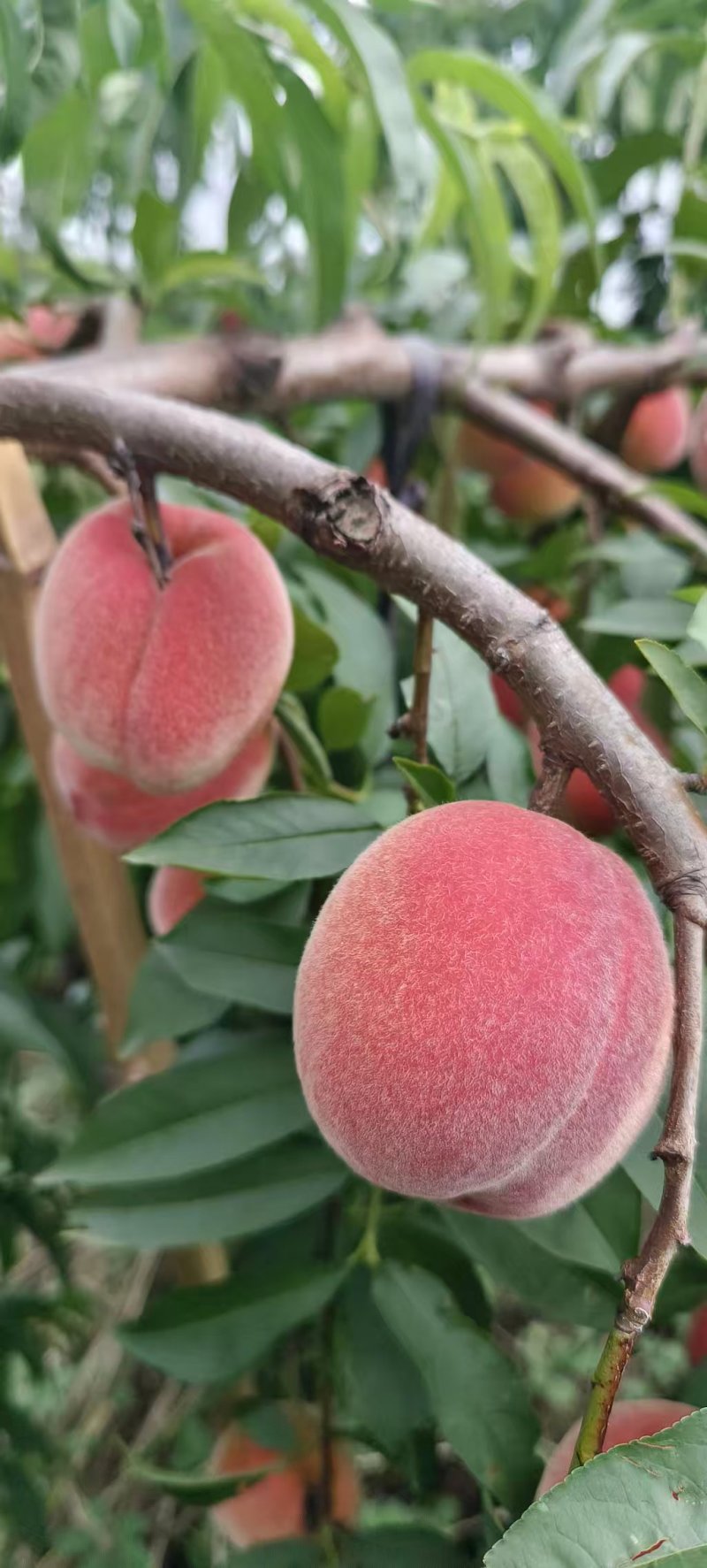 精品彩虹桃黄桃湖北基地直供质量保证一手货源对接商超