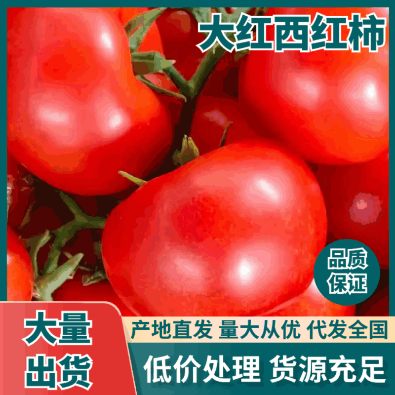 《精选》番茄大红西红柿大量上市品质保证价格便宜