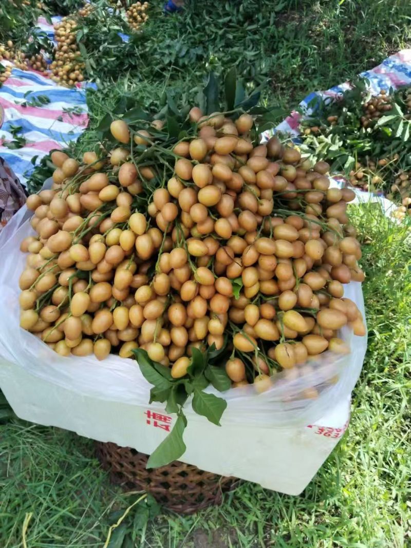 精品黄皮果产地直发品质保证对接全国商超市场等