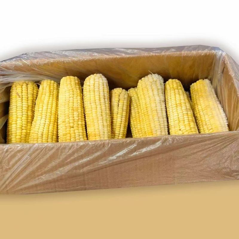 东北速冻精品白糯玉米/货源充足工厂直发量大从优