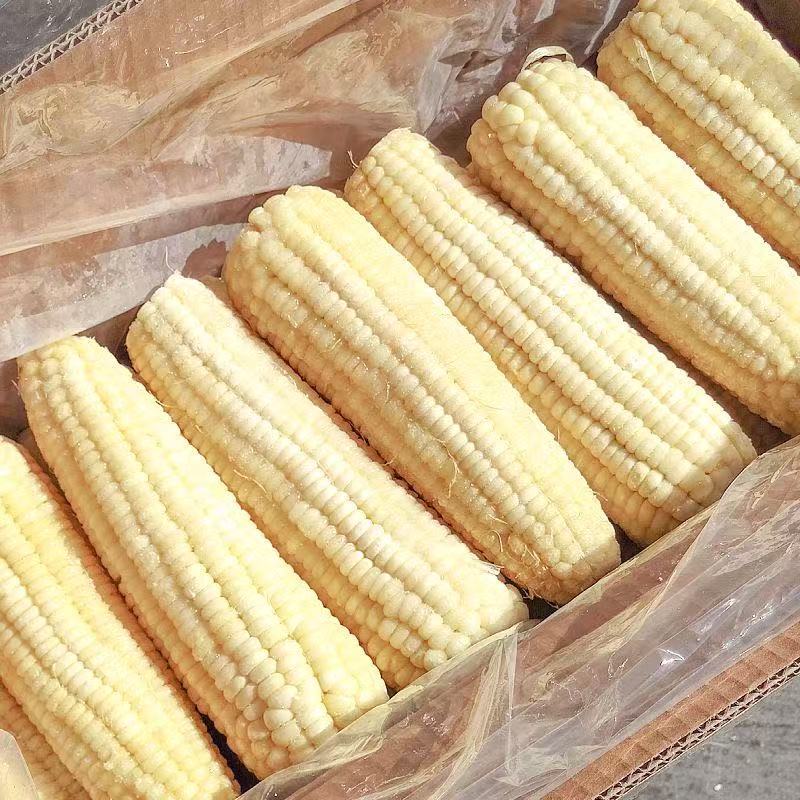 东北速冻精品白糯玉米冷库直发货源充足对接商超电商