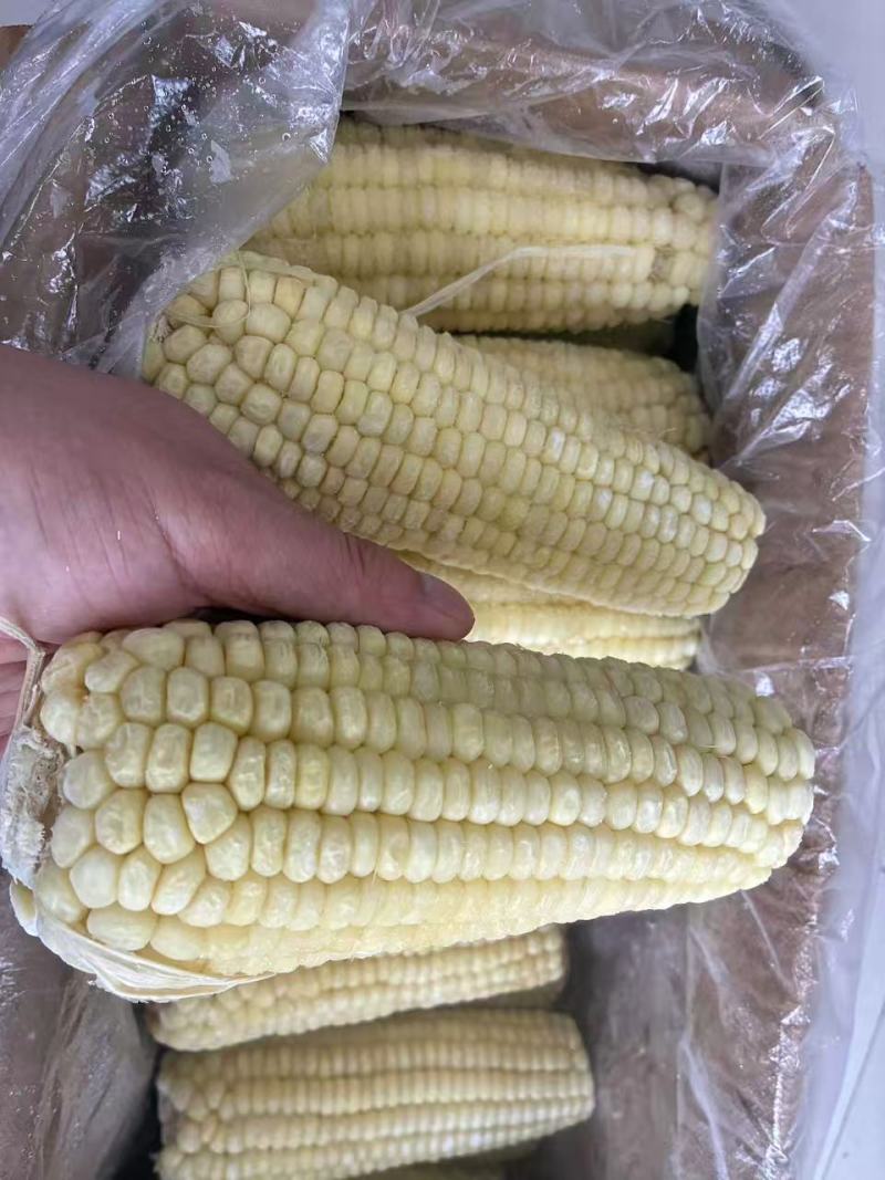 东北速冻精品白糯玉米冷库直发货源充足对接商超电商