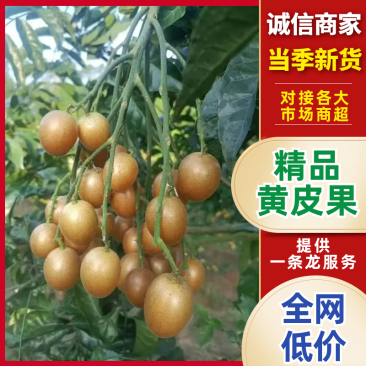 精品黄皮果产地直发品质保证对接全国商超市场等