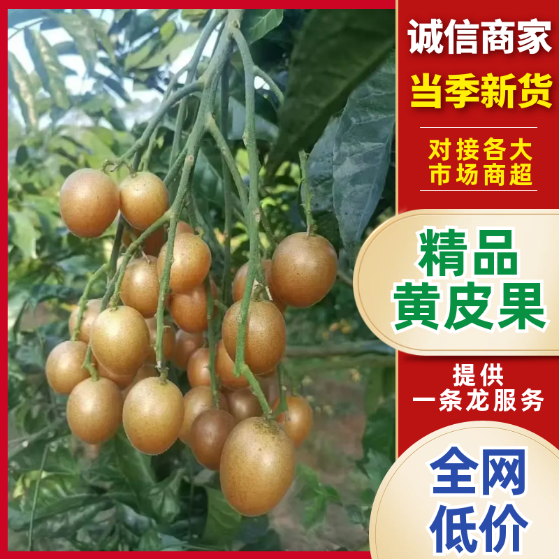 精品黄皮果产地直发品质保证对接全国商超市场等