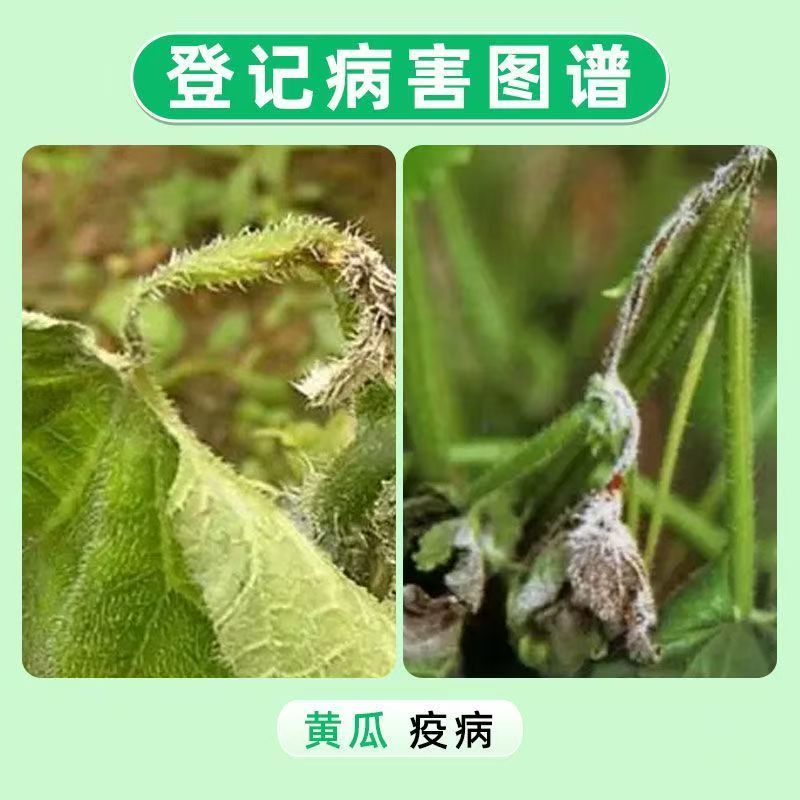 722克/升霜霉威老牌杀菌剂黄瓜疫病霜霉猝倒晚疫农杀菌剂