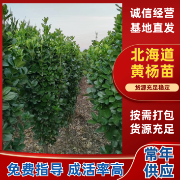 北海道黄杨树苗1-4年生0.3一3米根系好完好