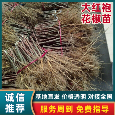 花椒树苗，1一2年苗，品种〈大红袍），根系完好，成活率高
