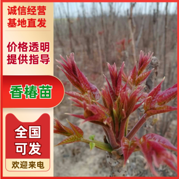 香椿苗1一2年香椿苗，大棚专用苗，地经0.5一3..公分