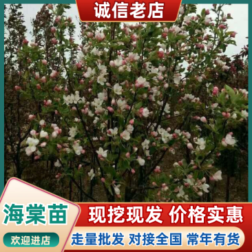 海棠树苗2~4cm4cm以下自己种植对接全国客商