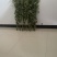 艾草菖蒲草现割现卖全国发货