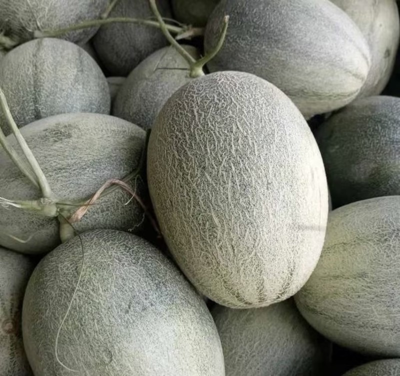 晓蜜25哈密瓜🍈产地直发量大从优可视频看货对接全国客商