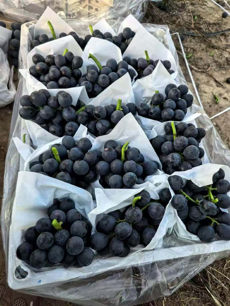 【精选】夏黑葡萄河北无籽葡萄对接电商市场商超可视频