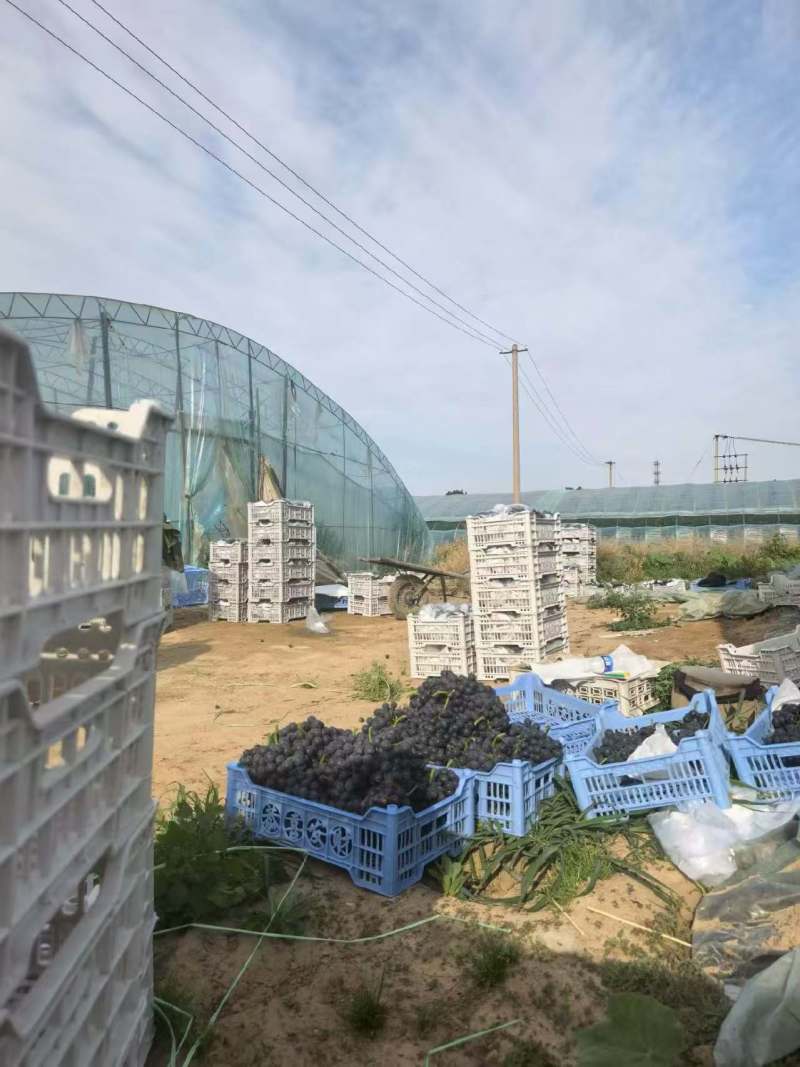 【精选】夏黑葡萄河北无籽葡萄对接电商市场商超可视频
