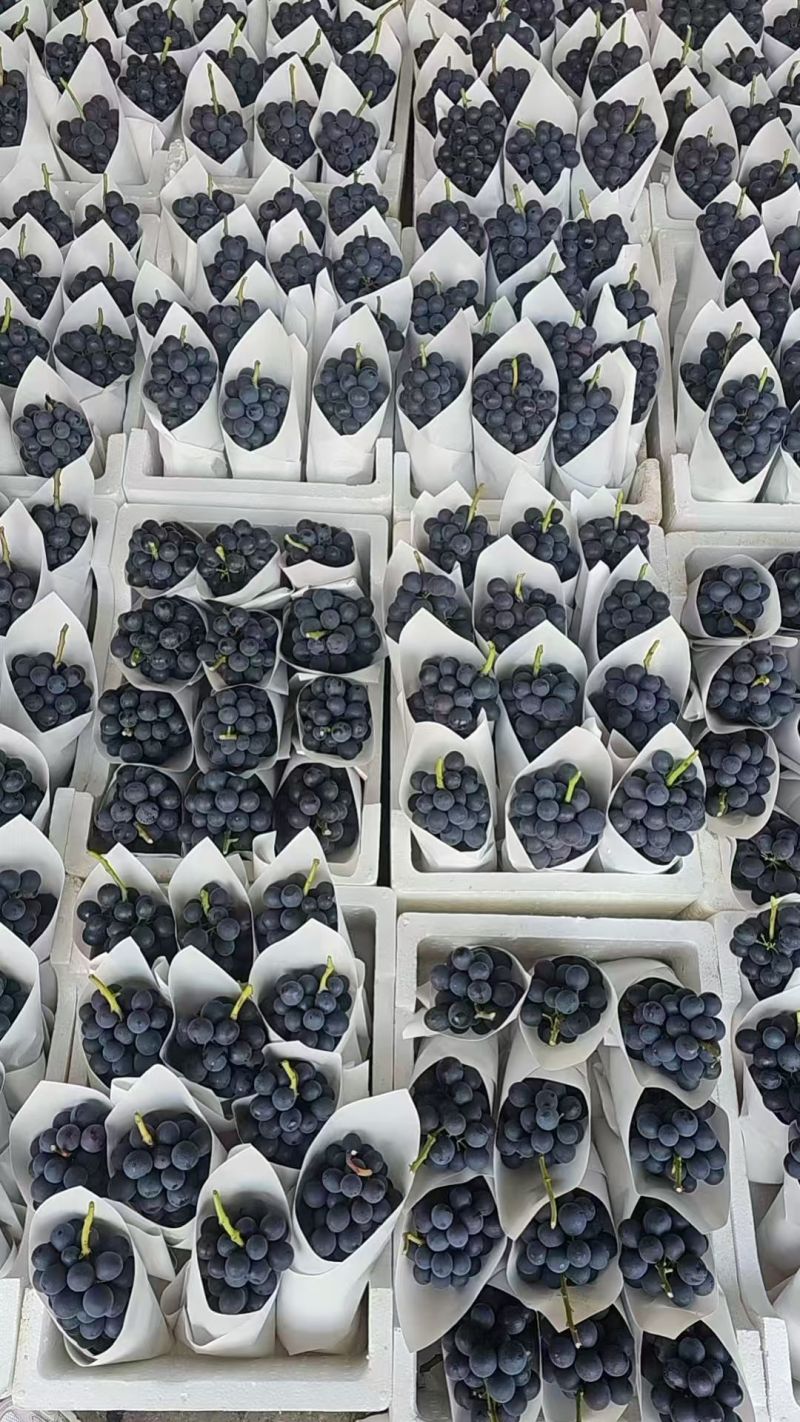 【精选】夏黑葡萄河北无籽葡萄对接电商市场商超可视频