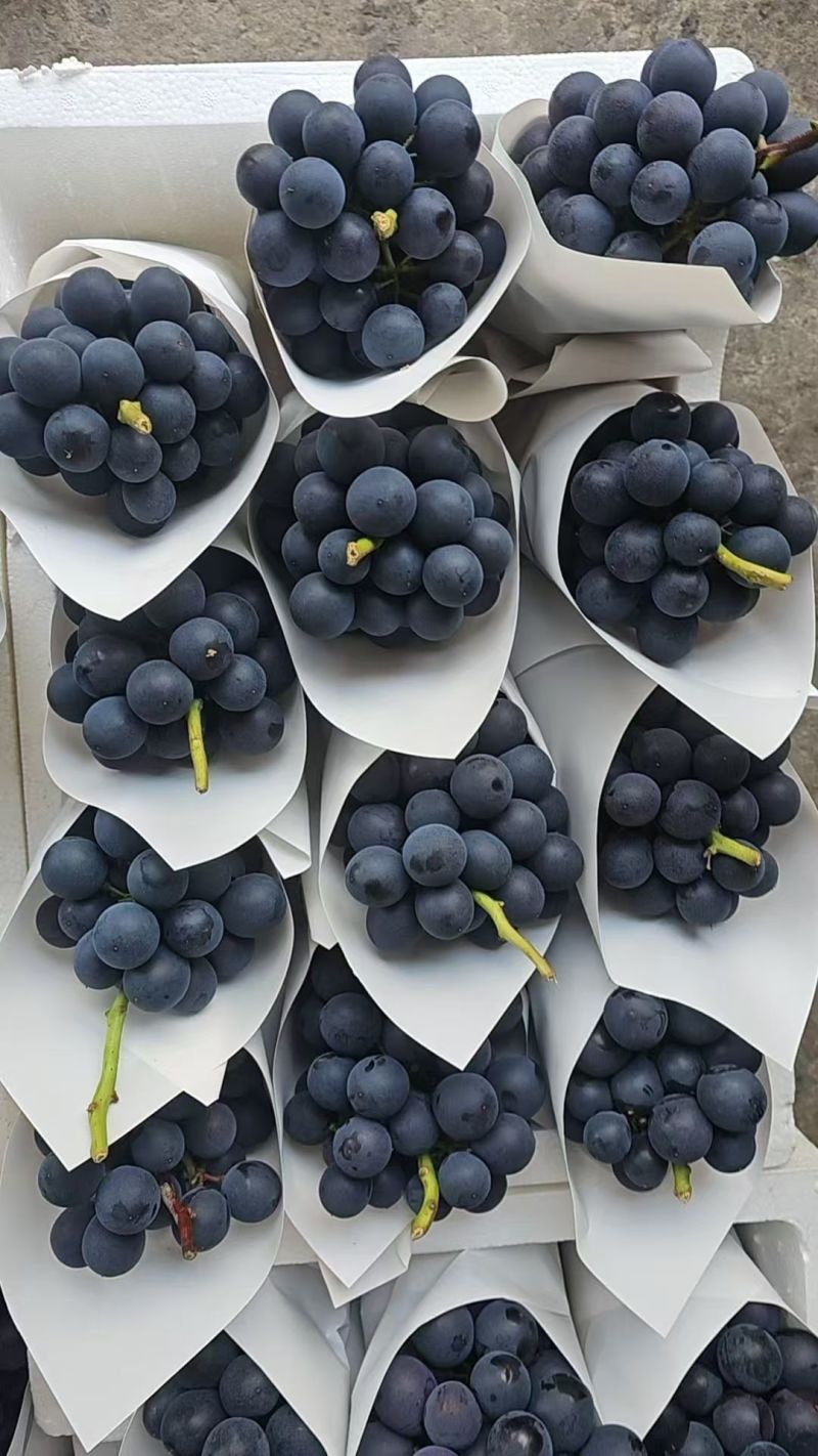 【精选】夏黑葡萄河北无籽葡萄对接电商市场商超可视频