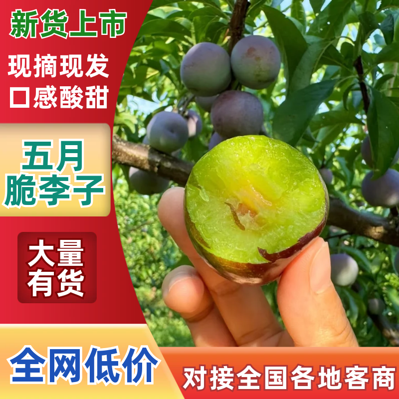 一件可发，五月脆李子产地直发量大从优可对接全国电商，