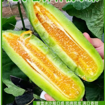 羊角蜜/甜瓜/博洋61脆甜可口主营精品可开发票