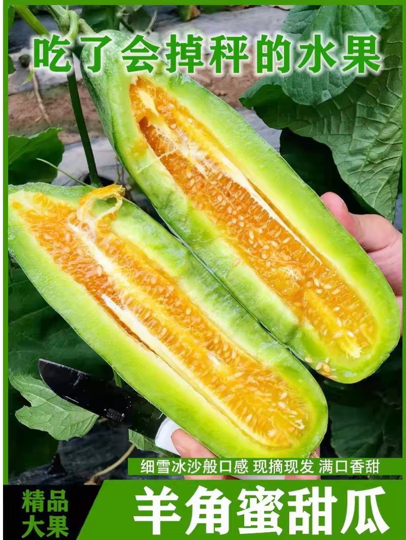 羊角蜜/甜瓜/博洋61脆甜可口主营精品可开发票