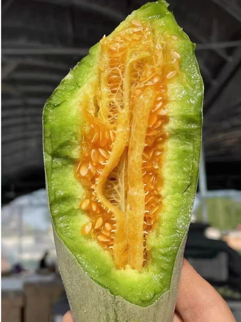 羊角蜜/甜瓜/博洋61脆甜可口主营精品可开发票
