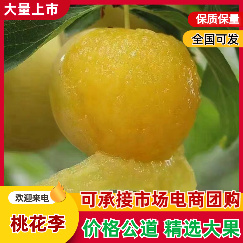 四川桃花李子，玉皇李，皮薄香甜，现摘现发，电联可议价