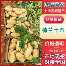 优质荷兰土豆超市市场直供无青头无虫害卖相好品质高种植