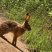 散养跑山兔依托深山自然环境全程一条龙服务可视频看货对接