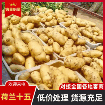【黄心土豆&荷兰十五土豆】山东新土豆/规格齐全/全国发货