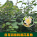 四川猕猴桃雄花粉源头厂家，保纯度，保活性