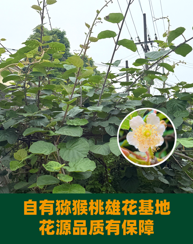 四川猕猴桃雄花粉源头厂家，保纯度，保活性