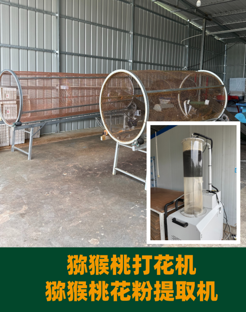 四川猕猴桃雄花粉源头厂家，保纯度，保活性