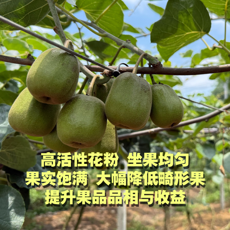 四川猕猴桃雄花粉源头厂家，保纯度，保活性