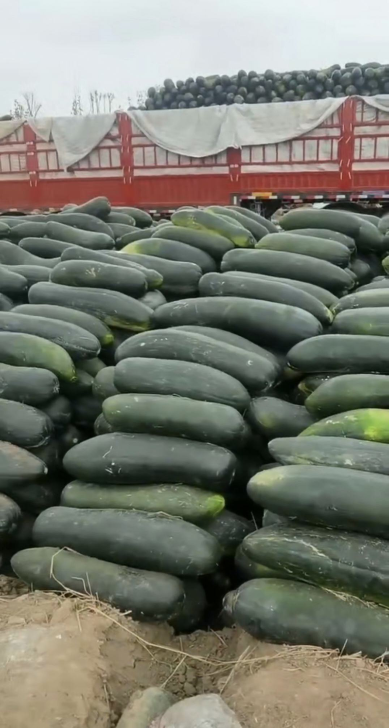 精品黑皮地冬瓜上市中，产地直发按需挑捡代发全国