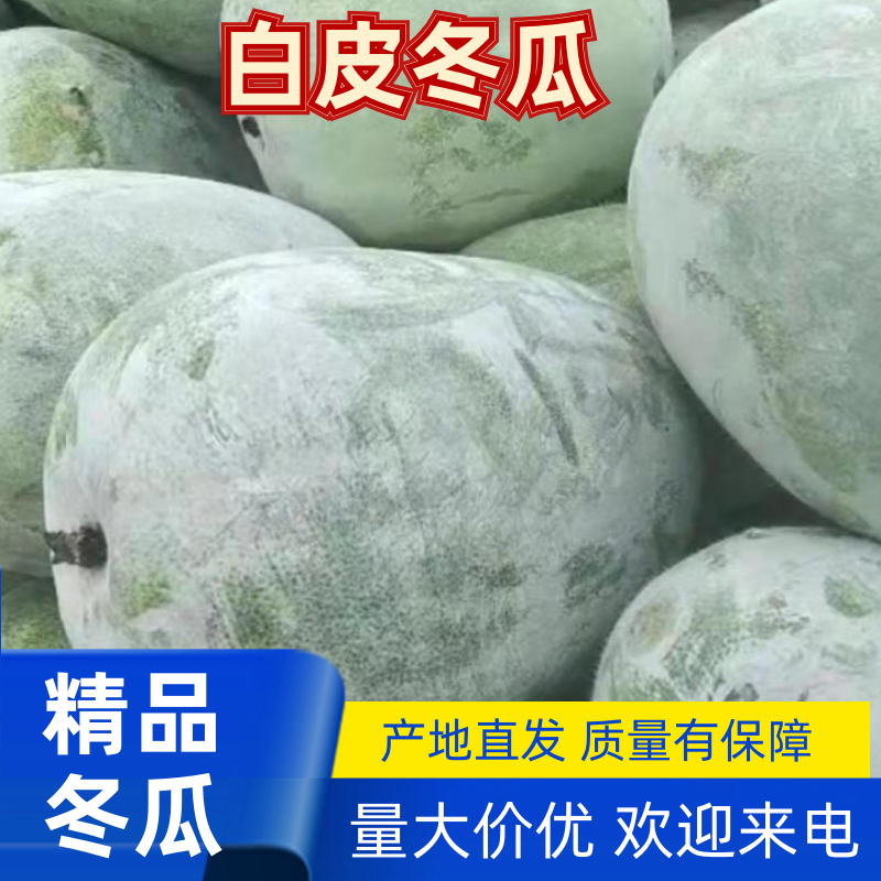 【精品】白皮冬瓜大量有货保质保量量大从优欢迎咨询