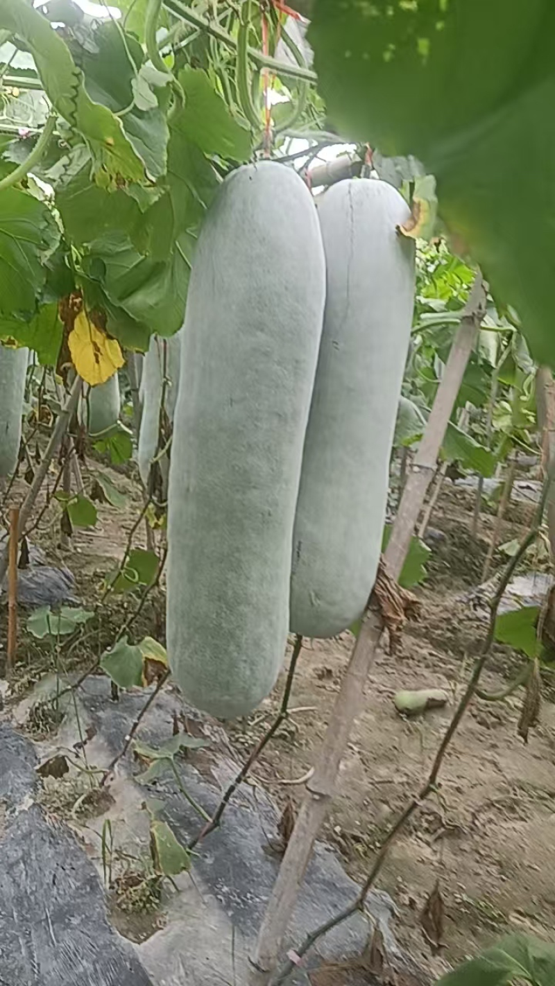 【精品】白皮冬瓜大量有货保质保量量大从优欢迎咨询