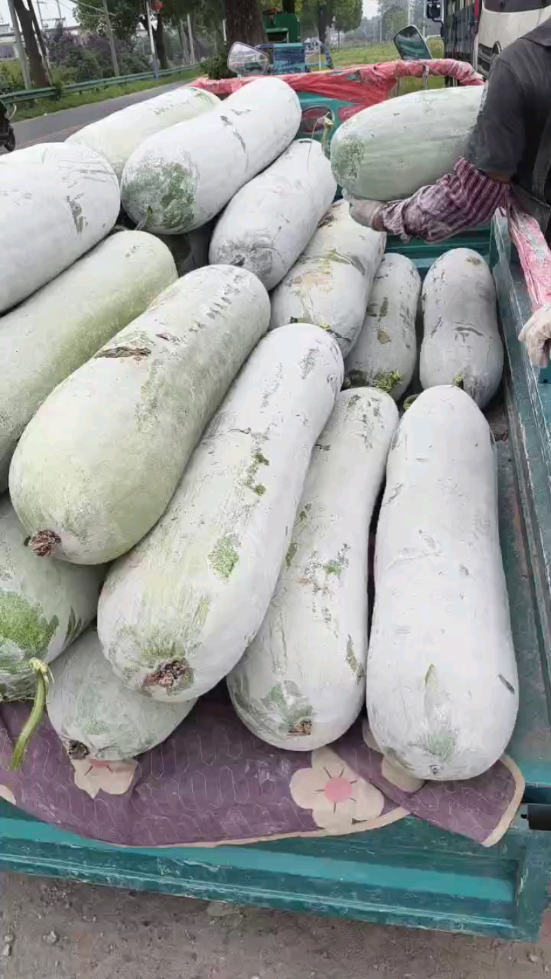 精品长白条冬瓜物美价廉粉上的雪白雪白