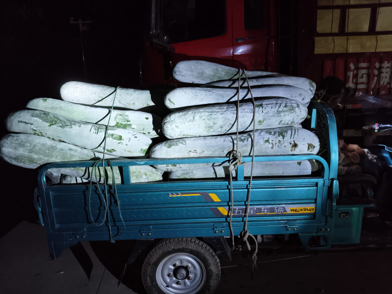 精品长白条冬瓜物美价廉粉上的雪白雪白