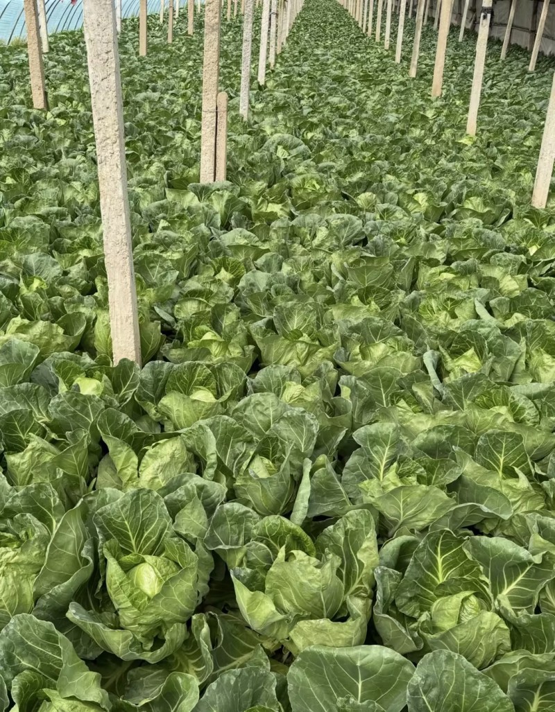 精品甘蓝货源充足对接全国量大从优质量保证欢迎咨询