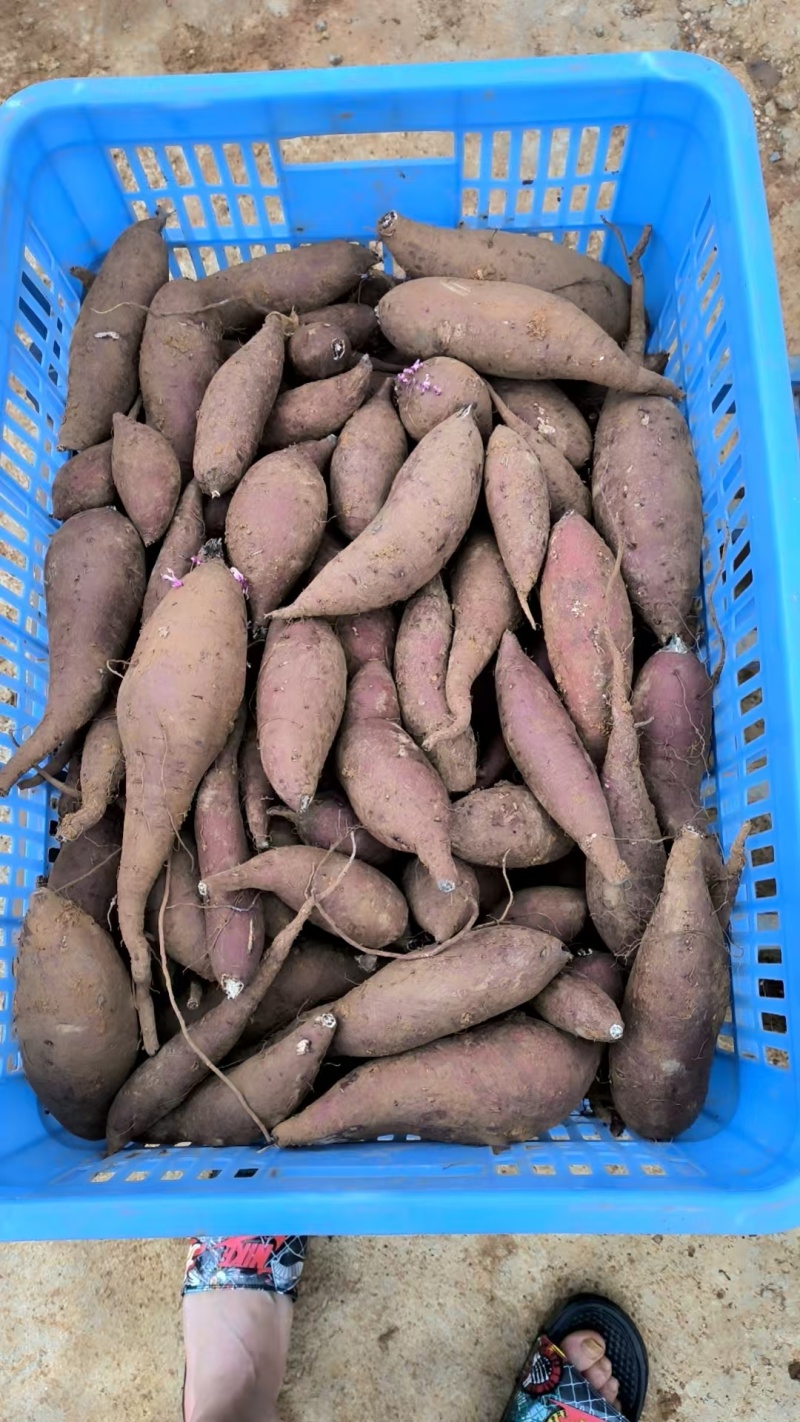 【精品】贵阳烟薯25产地大量供应量大从优