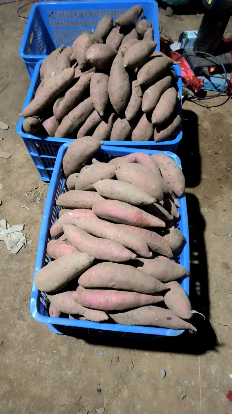 【精选】贵阳烟薯25产地大量供应量大从优