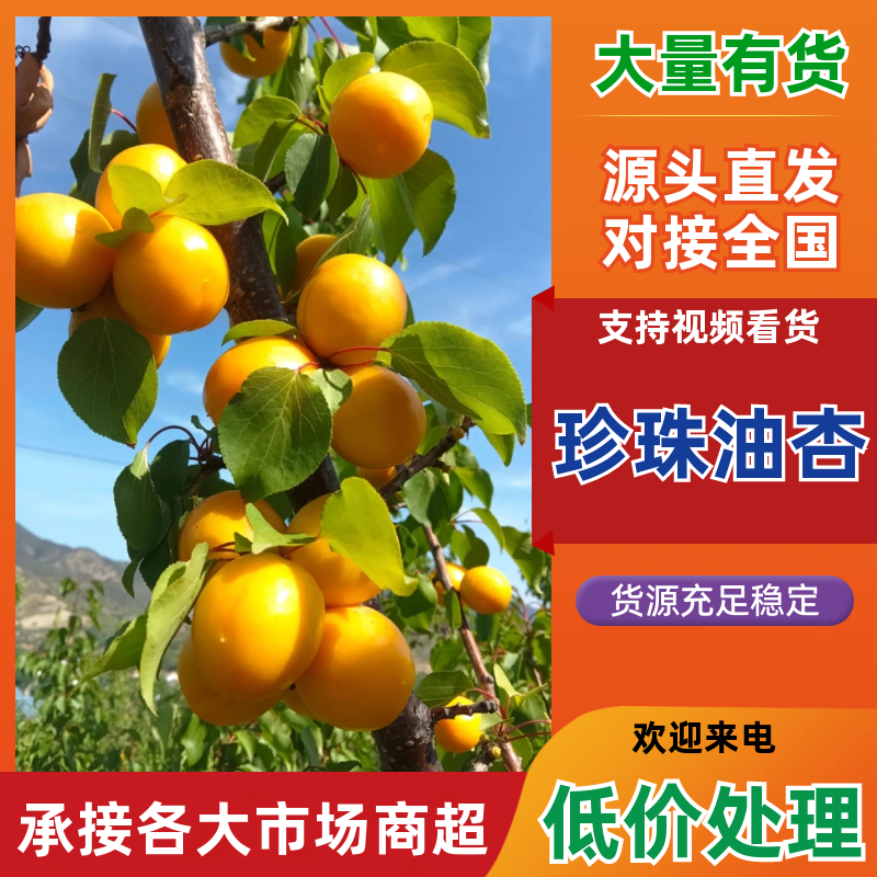 珍珠油杏基地产地代办对接全国批发商市场欢迎咨询私聊洽谈