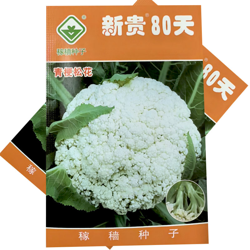 新贵80天青梗松花菜种子中晚熟2000粒花球洁白大田基地