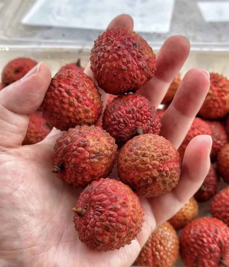桂味荔枝新鲜荔枝精品产地直发量大从优可对接全国客商等