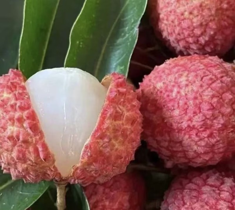 桂味荔枝新鲜荔枝精品产地直发量大从优可对接全国客商等