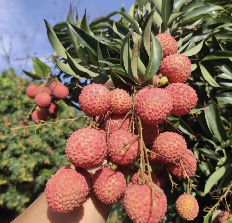 桂味荔枝新鲜荔枝精品产地直发量大从优可对接全国客商等