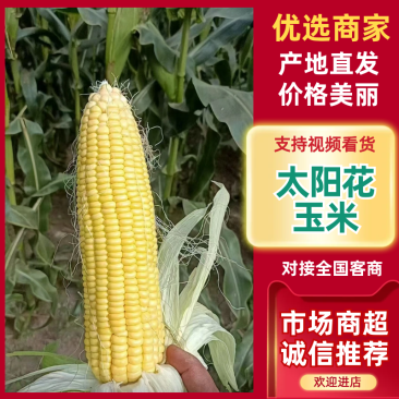 太阳花玉米四川玉米产地一手货源价格低质量好对接全国