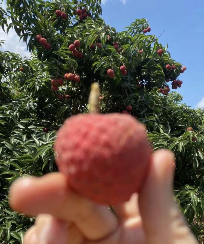 【一件可发】云南贵妃红荔枝六月红荔枝品质保障可对接全国客商