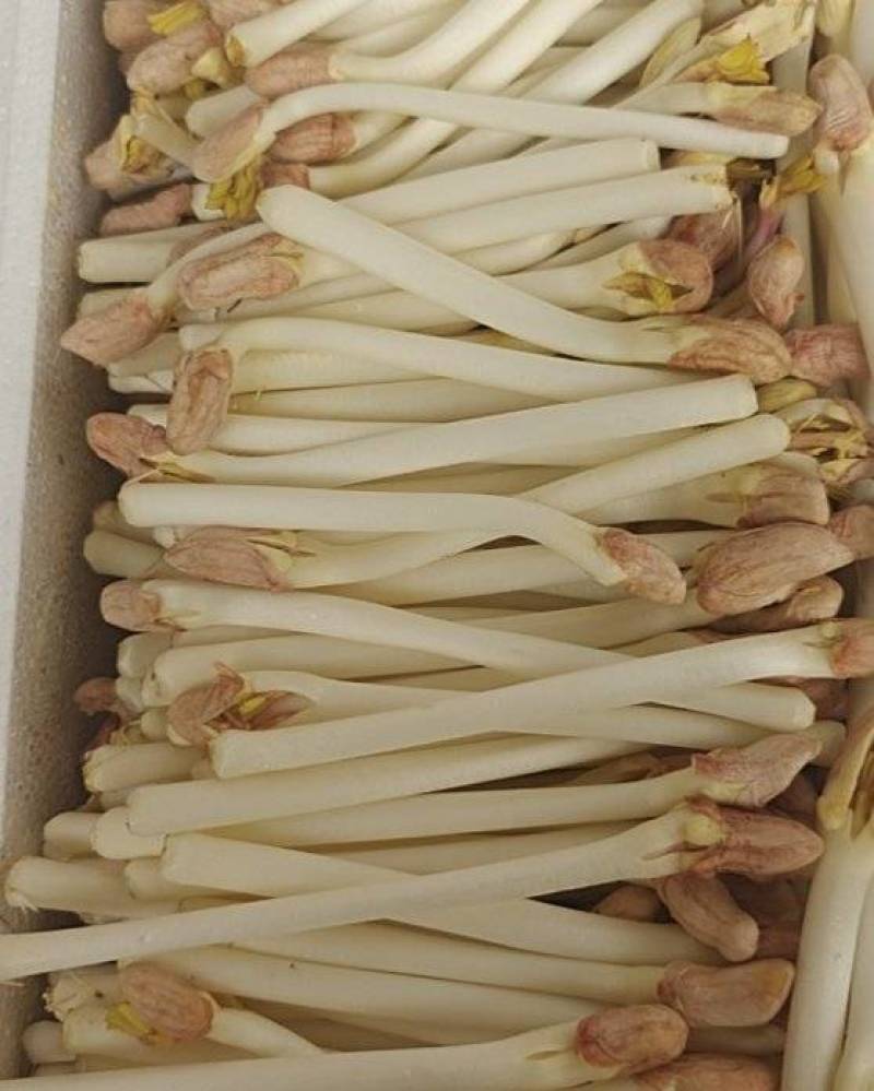 【热卖】花生芽花生芽种植基地直供对接批发量大从优