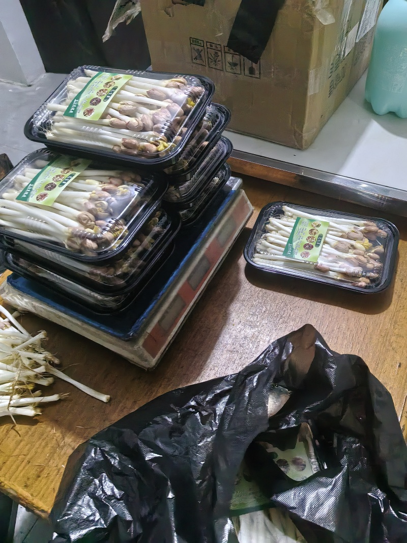 【热卖】花生芽花生芽种植基地直供对接批发量大从优
