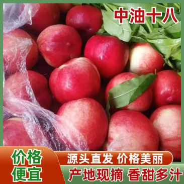 陕西中油18油桃果形圆润货量大全国接单耐运输承接电商商超
